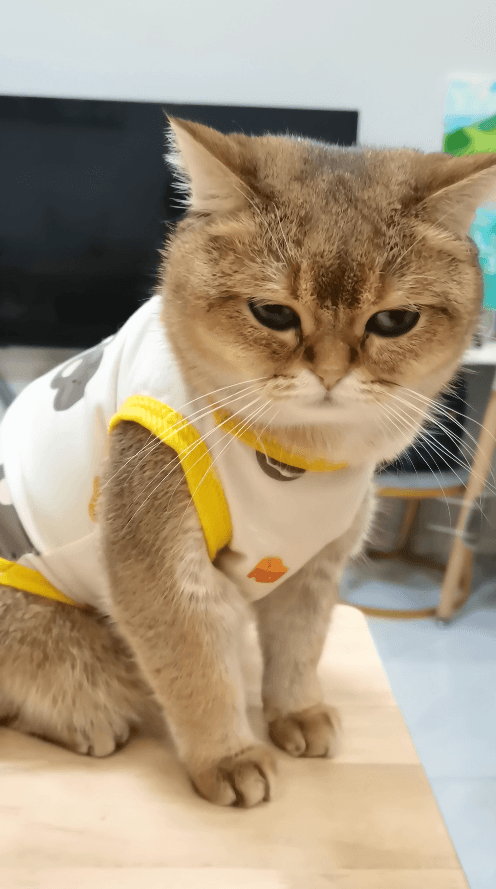 Must-Haves for New Kitten Owners | A Socialization Guide to Raising an Affectionate Little Angel