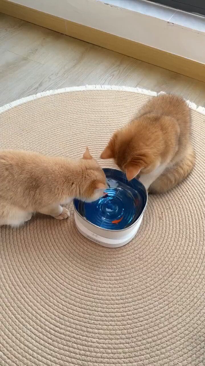 Buying a water dispenser, does the cat still not like drinking water? First, find clues from its daily habits