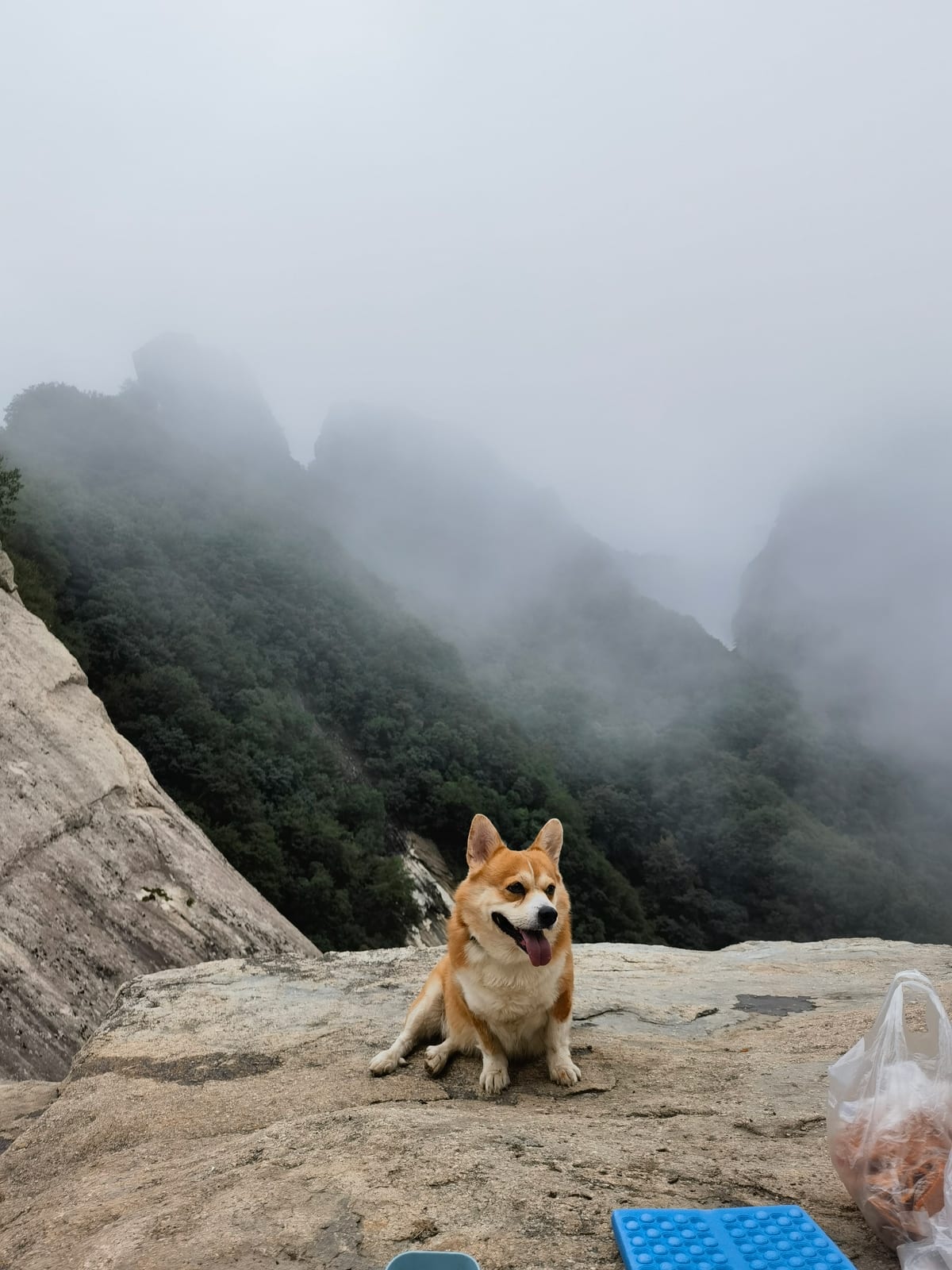 Have you learned how to help your dog live to the age of 20?