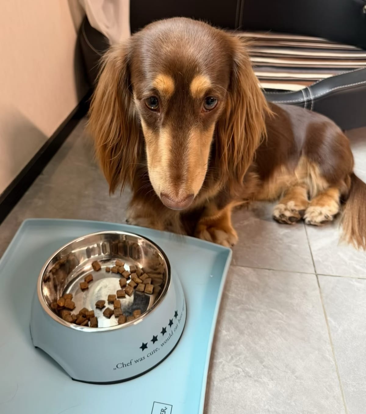 Help! My Dog Is a Picky Eater and Only Eats Treats? 3 Zero-Cost Tips to Get It Back to Regular Meals in 3–5 Days